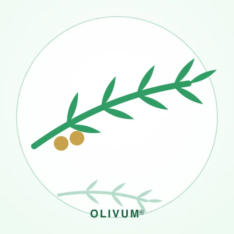 Оливковый лист — источник OLIVUM®