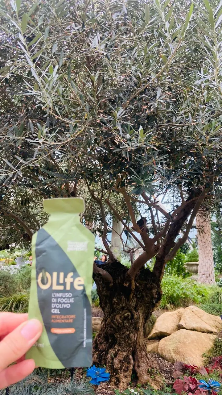 Взрослое оливковое дерево с серебристой листвой в оранжерее ботанического сада в Сеуле; в руке — саше OLife® GEL с настоем оливкового листа