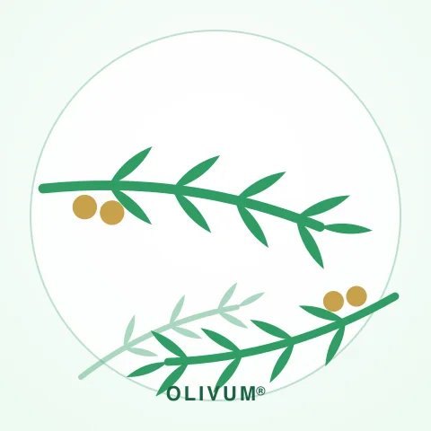 Листья оливы — источник OLIVUM®